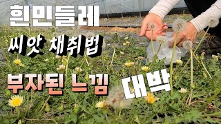 흰민들레 씨앗채취 부자된 느낌 흰민들레 재배법