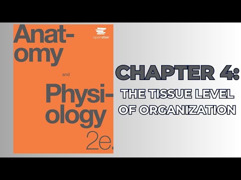 OpenStax Anatomy and Physiology 2e (Audiobook) - Chapter 4: The Tissue Level of Organization