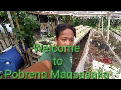 download lagu mp3 mp4 Millionaire Eggplant, download lagu Millionaire Eggplant gratis, unduh video klip Millionaire Eggplant