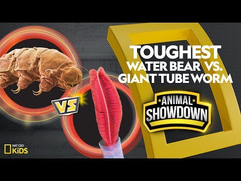 Water Bear vs. Giant Tube Worm: Battle for the Toughest | Animal Showdown