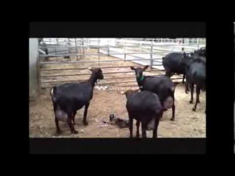 Κατσίκες Μούρθια (Murciano -- Granadina)