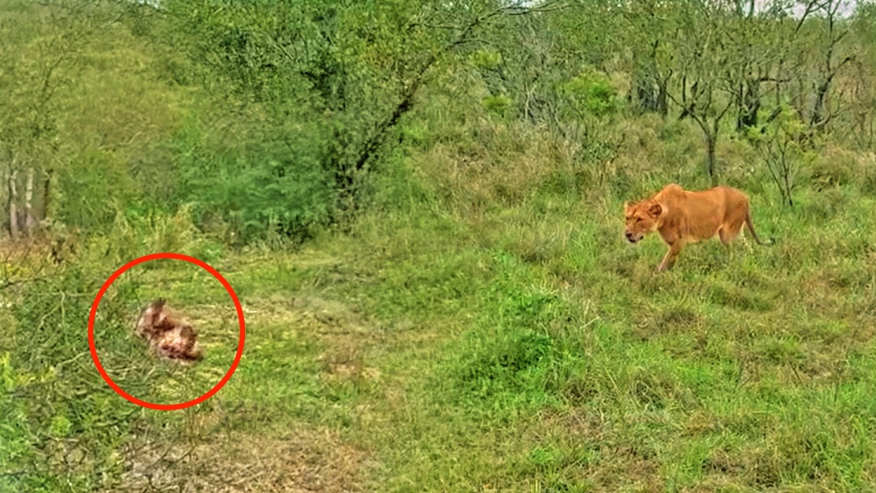 Chaos Erupts As Lions Ambush Wild Dog Pack