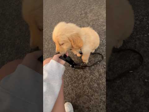 Golden retriever kölyök🩷 #magyar #afternoon #goldenretriever #puppy #dog #fyp #fyy