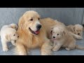 Golden Retriever Dad Babysits Puppies His Reaction Will Melt Your Heart