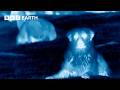 Dogs Protect Herd From Wolves Caught In Night Vision BBC Earth