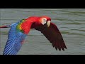 Scarlet Macaws Take Their Medicine Earthflight Winged Planet Narrator David Tennant