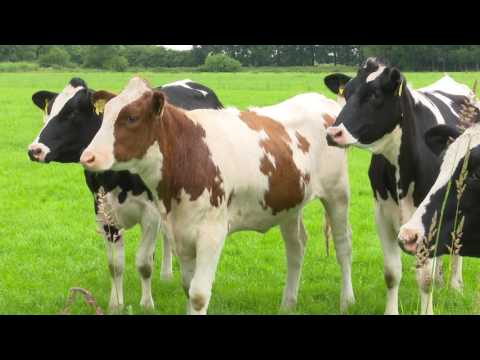 Claas Holland liefhebber Jaco de Rijk