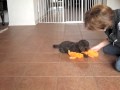 Safari Doodles Cute Labradoodle Puppy Orange Boy 2010