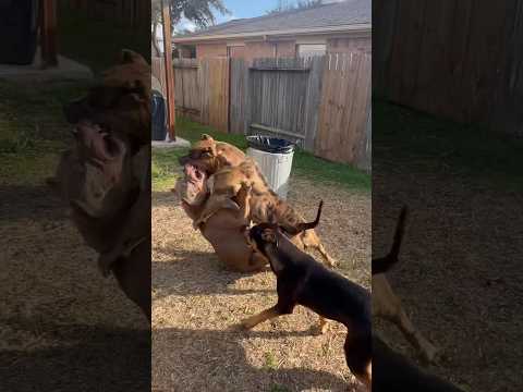 Hyena attacks Pitbull, she deserved it?? 🤬💔💔 #nbf #nbfkennel #pitbull #hyena #dog #texas #xlbully