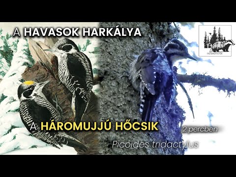 Háromujjú hőcsik