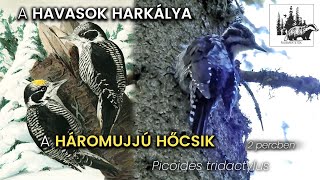Háromujjú hőcsik – fajismertető videó