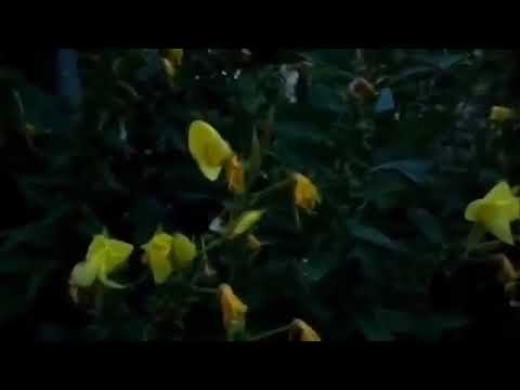 Lulja qe qel kur thirret Ezani  Mrekullia e Allahut