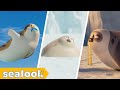 You Can T Watch Without LaughingㅣSEALOOKㅣEpisode Compilation