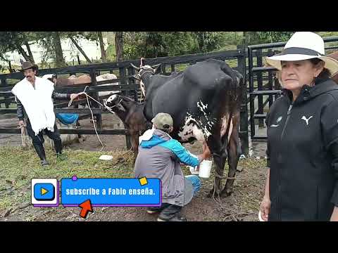 Concurso la mejor vaca lechera en Ubalá Cundinamarca