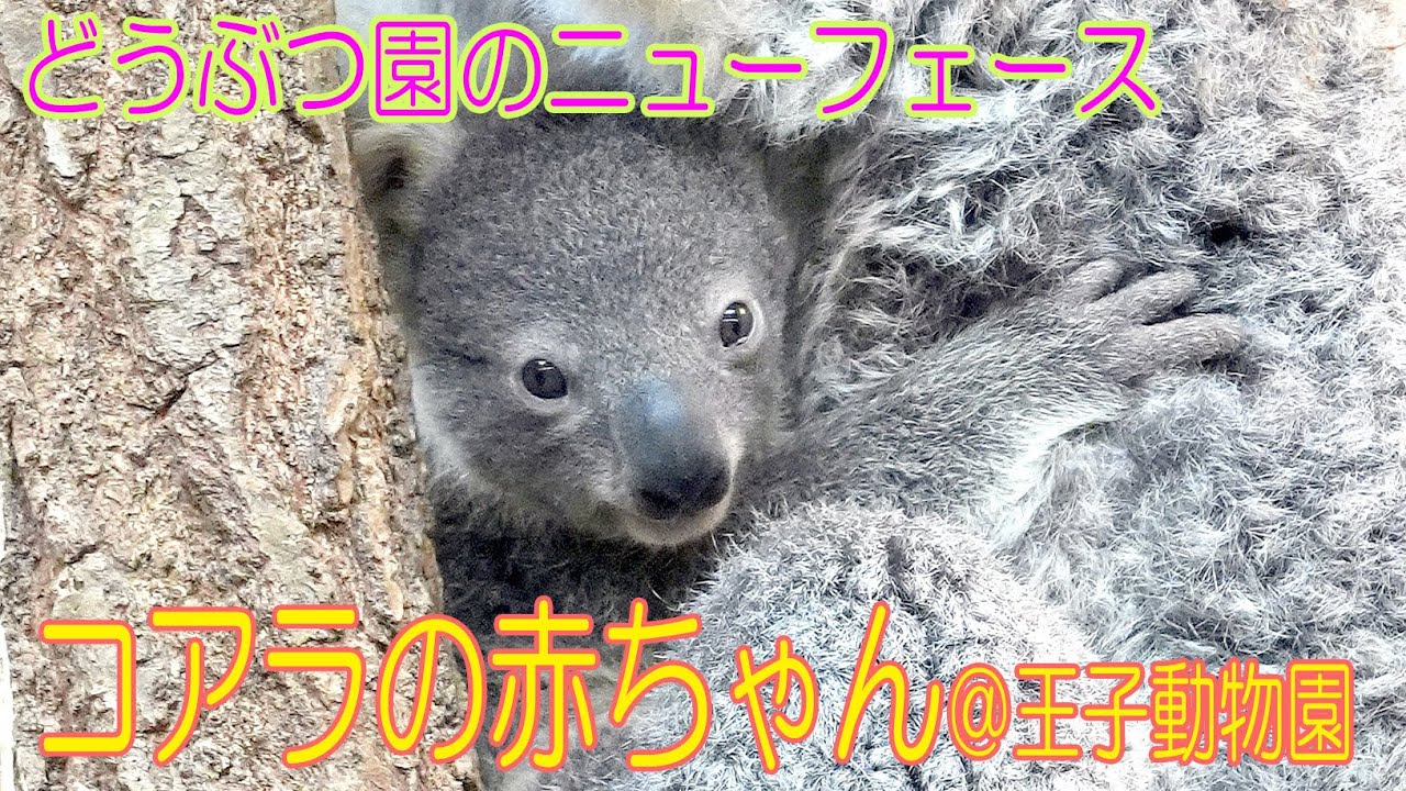 王子動物園