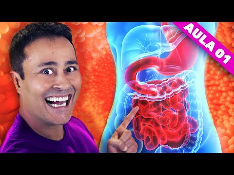 SISTEMA DIGESTÓRIO: Função | AULA 1