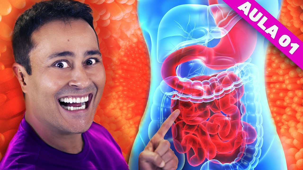 SISTEMA DIGESTÓRIO: Função | AULA 1