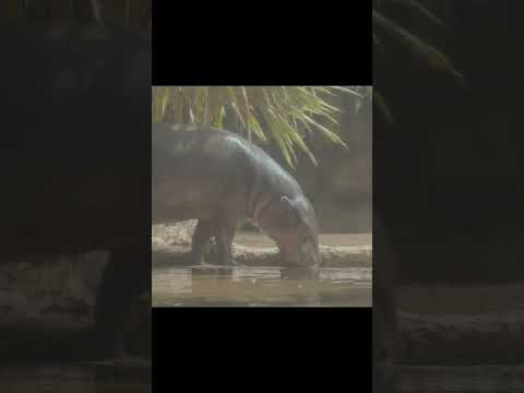 Pygmy Hippos: The Elusive Mini Hippos of West Africa