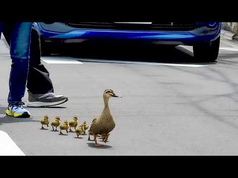 Father Duck’s Farewell and Reunion | A Duck Family’s Risky Journey 🐥🦆💫