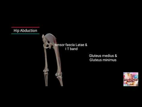 Understanding Hip Joint Movements with Muscle Action