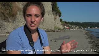 Video 1 - Introduction to the Pigeon Guillemots