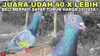 Download lagu SPECIAL‼️BECOMING THE MOST EXPENSIVE SCHOOL PIGEON IN MY CAGE!!! mp3