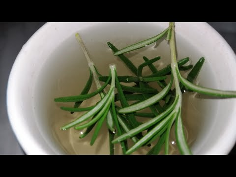 OVAKO SE SPREMA ČAJ OD RUZMARINA - ČAJ za starije osobe i zašto ga treba što češće piti!