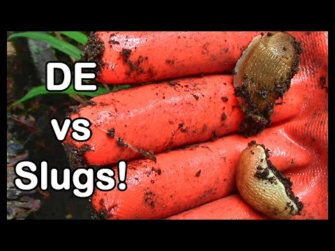 Slug Wars Trilogy pt. II - Diatomaceous Earth vs Slugs