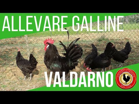 Il forum lyambliya di bambino Lanalisi un calla su uova tsist di lyambliya