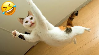 Funniest Dogs And Cats Videos 😅 - Best Funny Animal Videos 2023 😇 #2