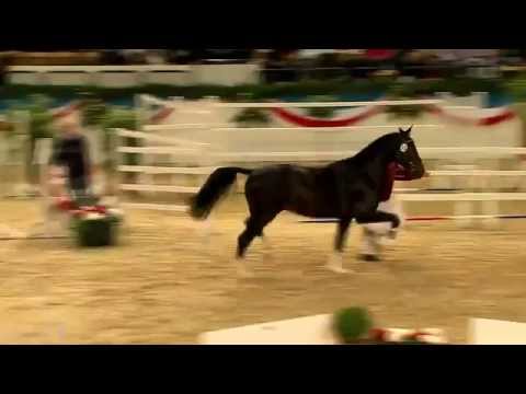 Stall NAGEL Hengst Nelson v. Nerrado