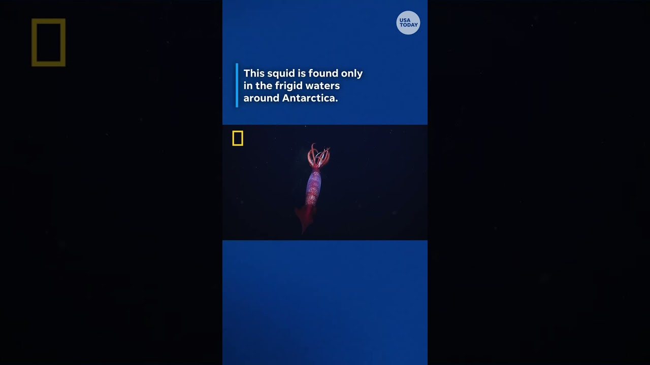 Never-seen-before rare squid captured on video #Shorts