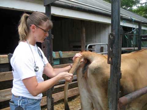 Skills Video #22 - Bovine tail jack