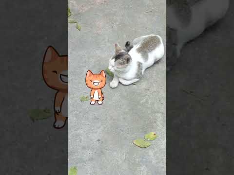 Cats is Felling Sleeping Mode 😪#cat #relaxing #sleep #animals #pets #love #binoyf4 #asmr