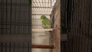 Download lagu Suara burung parkit hijau jantan | Burung parkit hijau jantan bersuara mp3 Download lagu Suara burung parkit hijau jantan | Burung parkit hijau jantan bersuara mp3