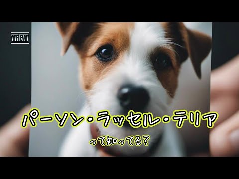 パーソン・ラッセル・テリア