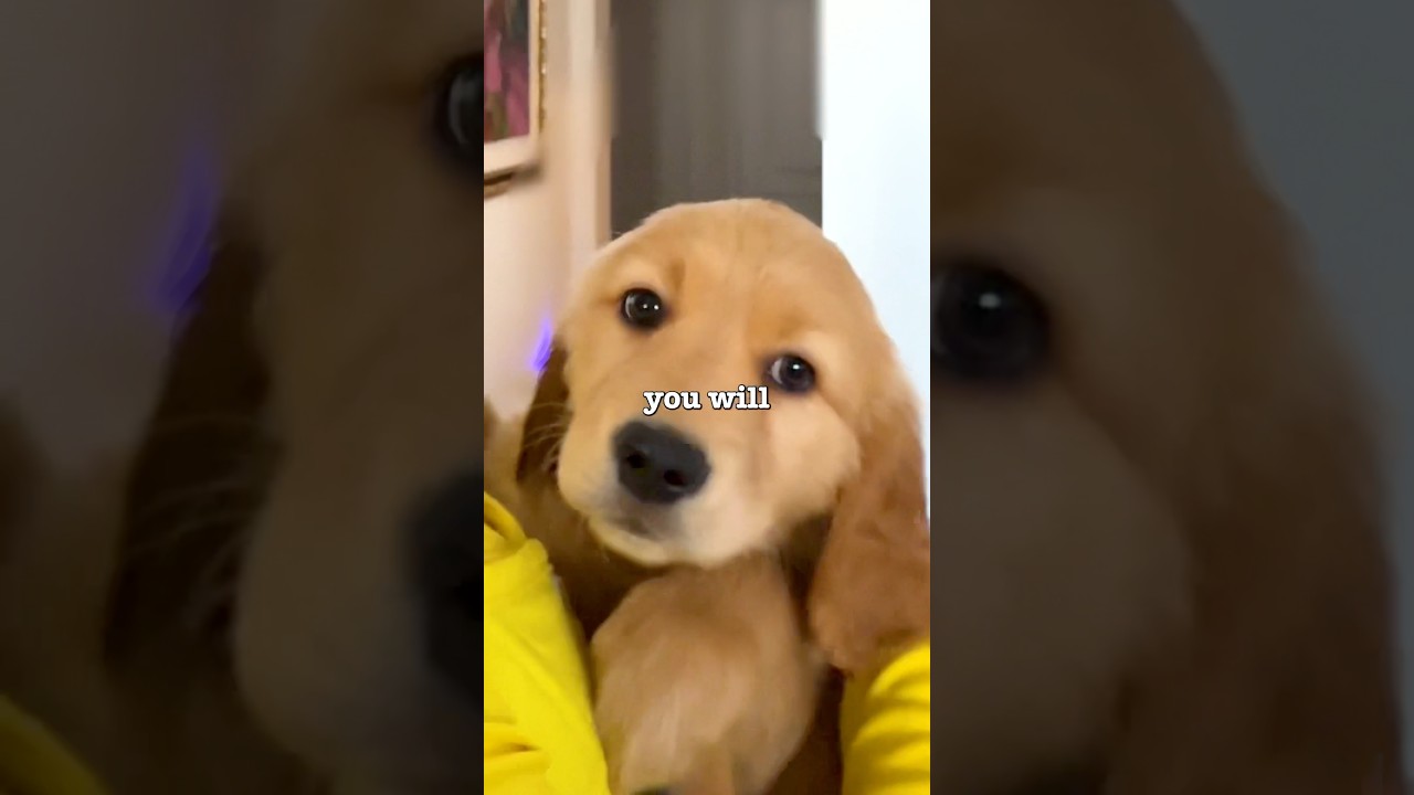 A Puppy Chooses Me 🥹