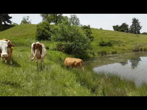 Oggi...in Sila. (Calabria)