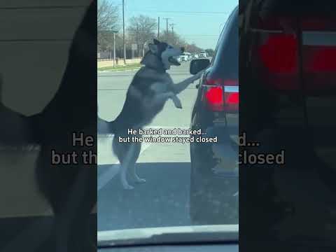 Пса выкинули прямо посреди дороги, но его подобрали добрые люди