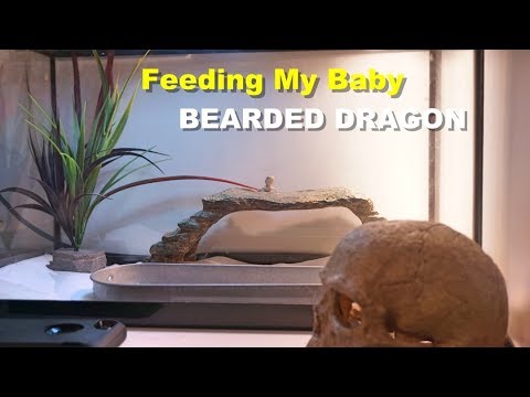 How To Feed A Baby Bearded dragon !! Tips And Tricks !!
