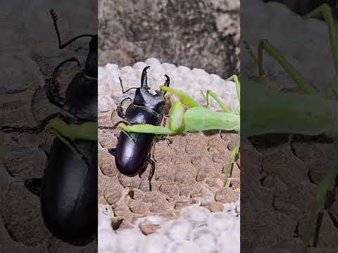 Stag Beetle Overpowers Praying Mantis"
