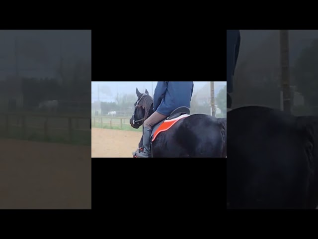 A vendre jument trotteuse 