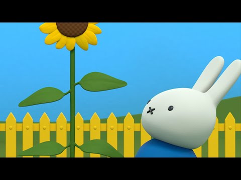 nijntje en de hoogste bloem | nijntje's avonturen, groot en klein | 2 uur