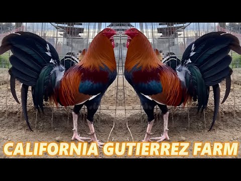 California Beautiful Sweater McLean Hatch Kelso - Gutierrez Farm
