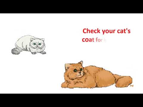 How to Know Your Cat's Age? Examining The Fur and Body