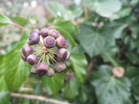 Anastasia, B4, Schöpfung, K32 :Der Alte beim Dolmen