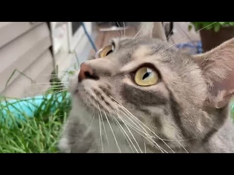 I followed Nisa around for 4.3 minutes. She did a lot & got annoyed. #cat #funnycat #sillycat #funny