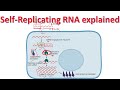 Self-replicating RNA | Self amplifying RNA explained | @BiologyLectures
