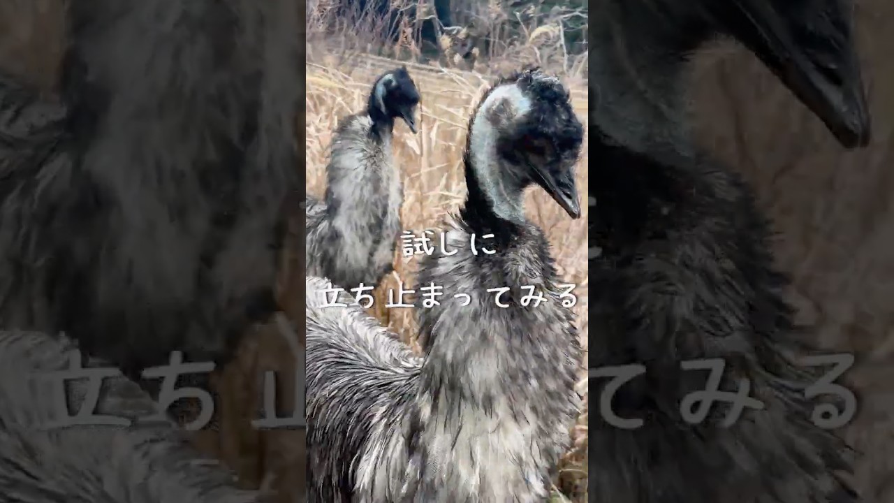 エミューが付いてくる・・・？【掛川花鳥園公式】