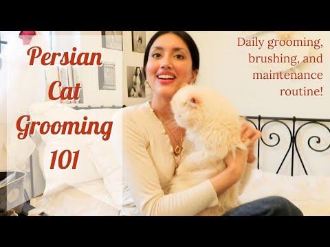 Persian Cat Grooming 101 | Daily Maintenance Routine